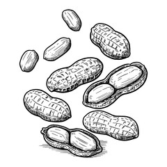 Multiple Scattered Peanuts Falling or Floating Black and White Outline Line Art Drawing Food Graphic Element