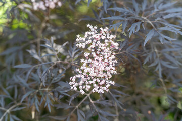 Delicate pink blossoms contrast vividly with the dark foliage of an elderberry bush. The small...