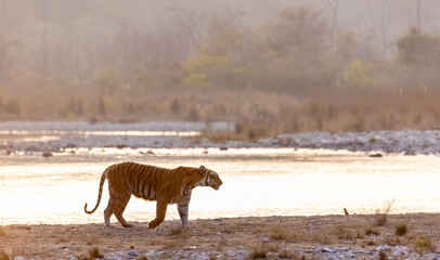 Female tigress (Panthera tigris) near river at jim corbett forest.