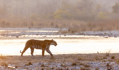 Female tigress (Panthera tigris) near river at jim corbett forest.