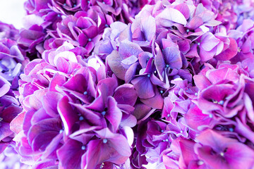 Vibrant Hydrangea Blooms, Purple