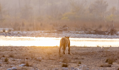 Female tigress (Panthera tigris) near river at jim corbett forest.