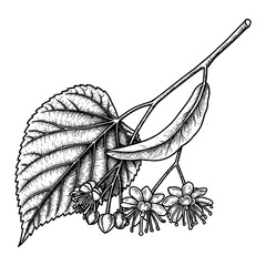 Fototapeta premium Linden Branch with Leaf and Delicate Flowers Detailed Botanical Black and White Outline Line Art Drawing