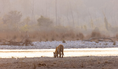 Female tigress (Panthera tigris) near river at jim corbett forest.
