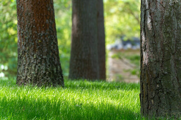 Several tree trunks in the light. Several tree trunks stand next to each other in the sparse forest. The ground is covered with lush grass.