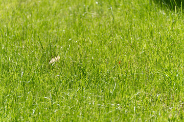 Close-up of fresh grass. Close-up of green, lush grass in the sun. Some blades and leaves protrude, showing vibrancy.