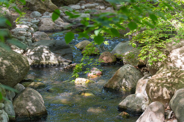 A small stream flows quietly between moss-covered rocks under a dense canopy of leaves. Sunlight...