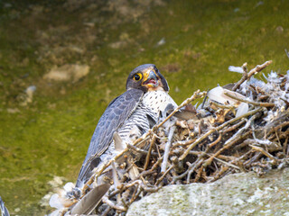Female Peregrine Falcon on a Nest with Chicks