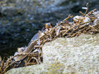 Female Peregrine Falcon on a Nest with Chicks