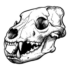 Vintage Retro Antique Bear Skull Only Black and White Outline Line Art Drawing Engraved Illustration