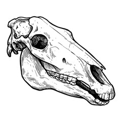 Detailed Horse Skull Black and White Outline Line Art Drawing Vintage Etching Isolated Object Illustration