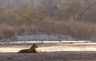 Female tigress (Panthera tigris) near river at jim corbett forest.