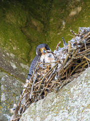 Female Peregrine Falcon on a Nest with Chicks