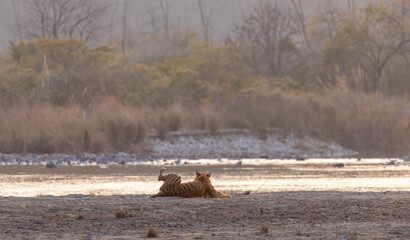 Female tigress (Panthera tigris) near river at jim corbett forest.