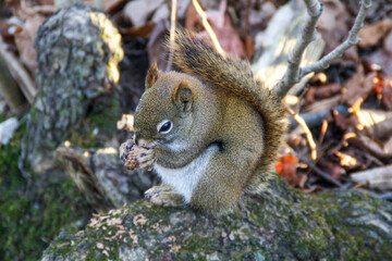 Red Squirrel Eating a Pine Cone on Tree Root
