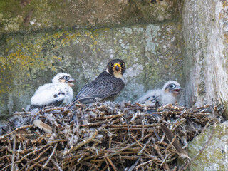 Female Peregrine Falcon on a Nest Feeding Chicks