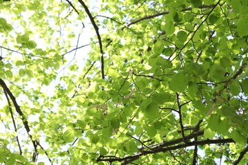 Fototapeta premium Beautiful tree crown with green leaves as background, low angle view