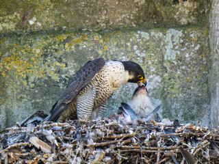 Female Peregrine Falcon on a Nest Feeding Chicks
