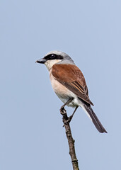 A common shrike sitting on a top of a branch