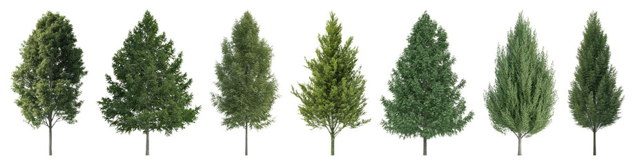 Fototapeta premium PNG Variety of lush evergreen trees, element set on transparent background