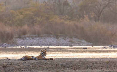 Female tigress (Panthera tigris) near river at jim corbett forest.