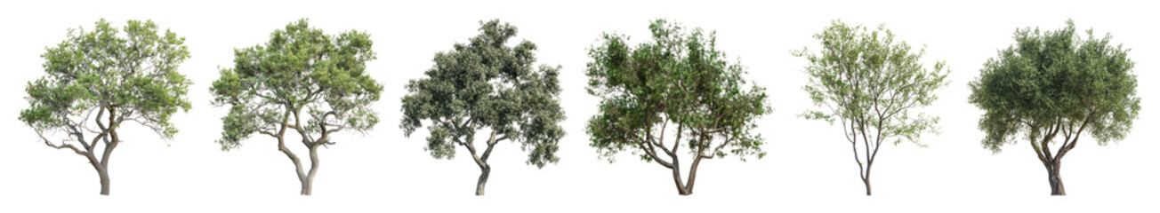 Fototapeta premium PNG Diverse lush green trees, element set on transparent background