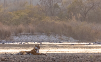 Female tigress (Panthera tigris) near river at jim corbett forest.