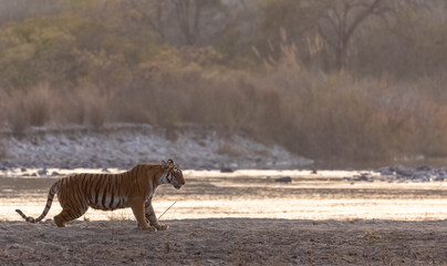 Female tigress (Panthera tigris) near river at jim corbett forest.