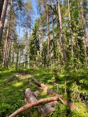 Fototapety na wymiar - Fototapeta24.pl