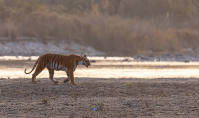 Female tigress (Panthera tigris) near river at jim corbett forest.