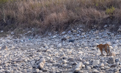 Female tigress (Panthera tigris) near river at jim corbett forest.