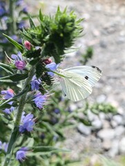 butterfly on flower