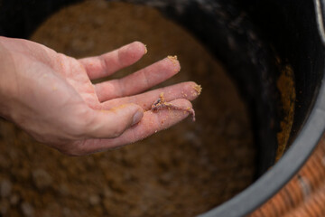 Hand holding worm with soil. Uses worms as fishing bait.