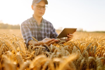 A young man farmer with a digital tablet touches golden wheat ears in a sunset field. Agronomist in a cap and works in an agricultural field and checks the quality of crop. Concept of rich harvest.