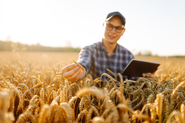 A young man farmer with a digital tablet touches golden wheat ears in a sunset field. Agronomist in...