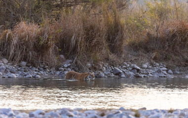 Female tigress (Panthera tigris) crossing the river in the forest of jim corbett national park.