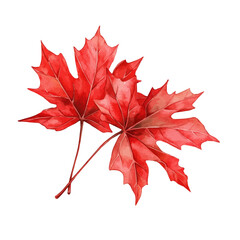 watercolor of Bright Red Maple Leaves, vector, isolated on a white background.