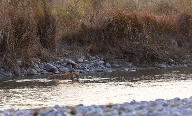 Female tigress (Panthera tigris) crossing the river in the forest of jim corbett national park.