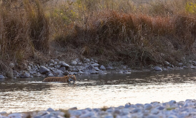Female tigress (Panthera tigris) crossing the river in the forest of jim corbett national park.