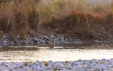 Female tigress (Panthera tigris) crossing the river in the forest of jim corbett national park.