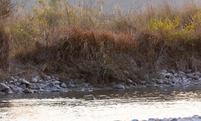 Female tigress (Panthera tigris) crossing the river in the forest of jim corbett national park.