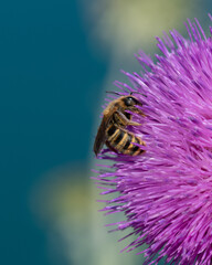 Insecte en gros plan butinant une fleur violette.
