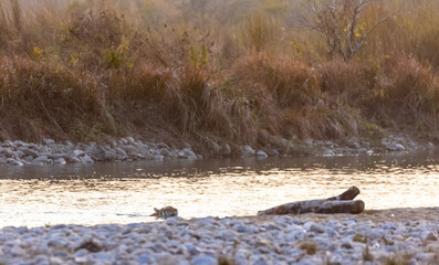 Female tigress (Panthera tigris) crossing the river in the forest of jim corbett national park.