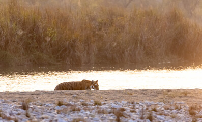 Female tigress (Panthera tigris) crossing the river in the forest of jim corbett national park.