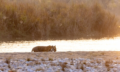Female tigress (Panthera tigris) crossing the river in the forest of jim corbett national park.