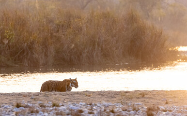 Female tigress (Panthera tigris) crossing the river in the forest of jim corbett national park.