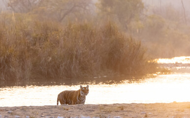 Female tigress (Panthera tigris) crossing the river in the forest of jim corbett national park.