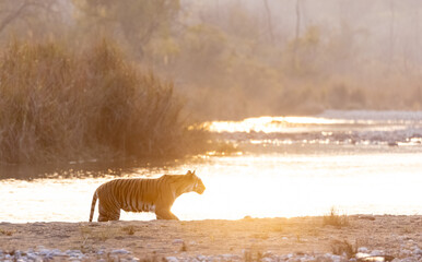 Female tigress (Panthera tigris) crossing the river in the forest of jim corbett national park.