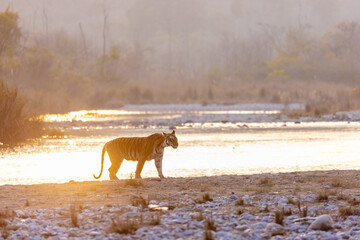 Female tigress (Panthera tigris) crossing the river in the forest of jim corbett national park.