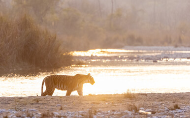 Female tigress (Panthera tigris) crossing the river in the forest of jim corbett national park.